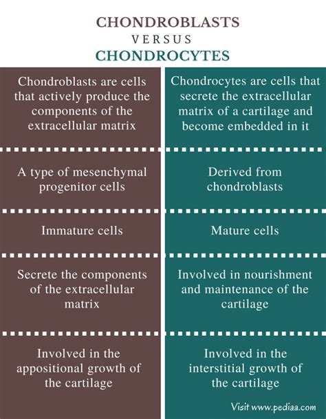 chondrocytes|chondrocyte vs chondroblast.